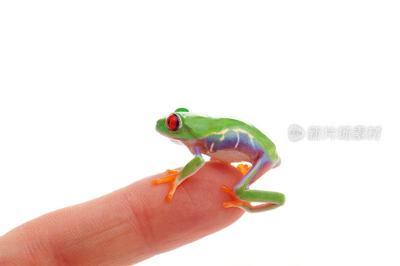 驯服青蛙宝宝在人的手指上