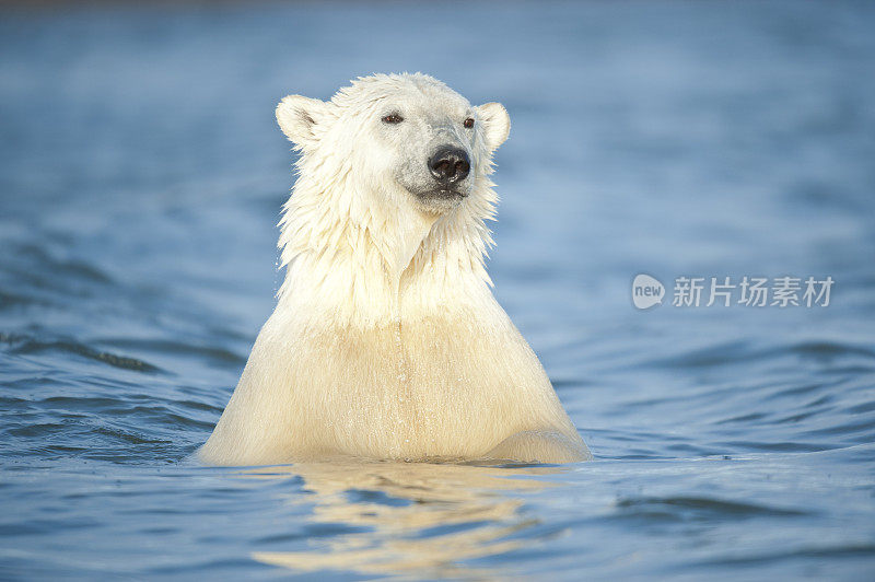 水熊