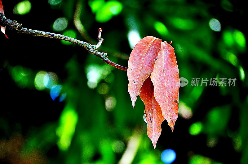 芒果叶子的特写