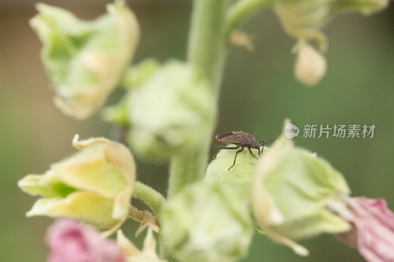 在花园植物上爬行的Boxelder臭虫