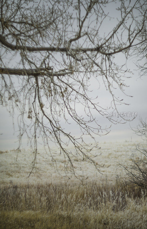 柔软的冬天风景裸露的树木和草地在雪