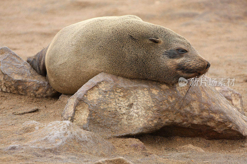 海狗角