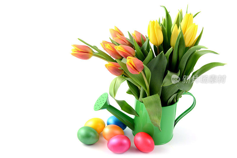 复活节彩蛋周围的水可以花瓶与郁金香白色孤立的背景