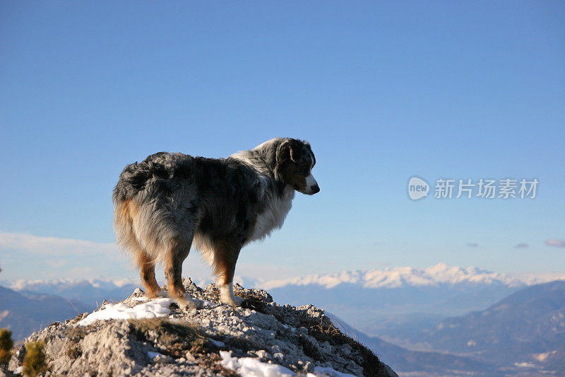 雪山上的狗