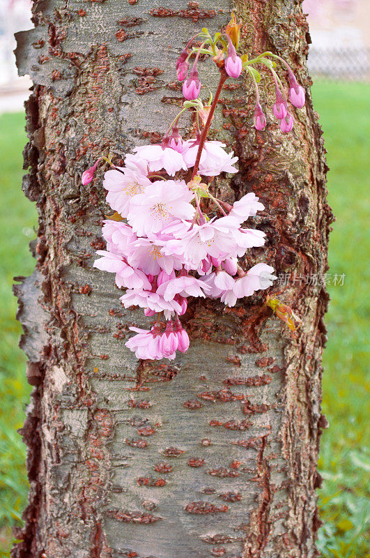 日本樱花