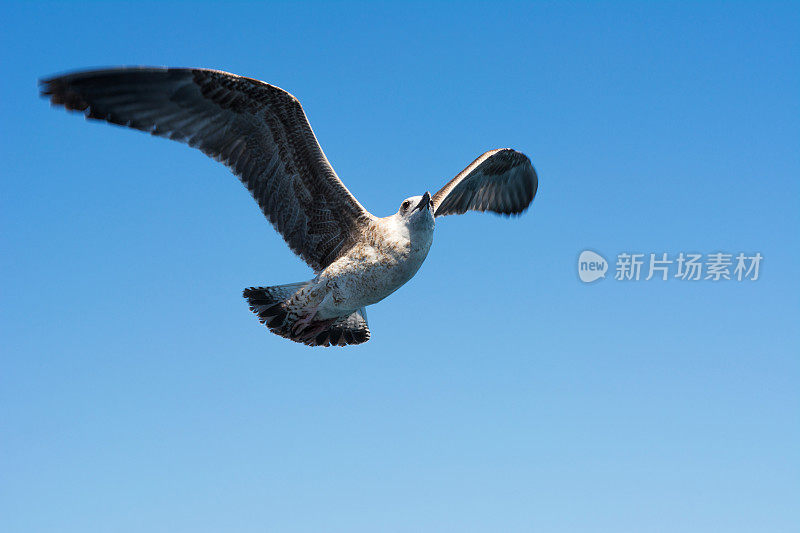 海鸥飞