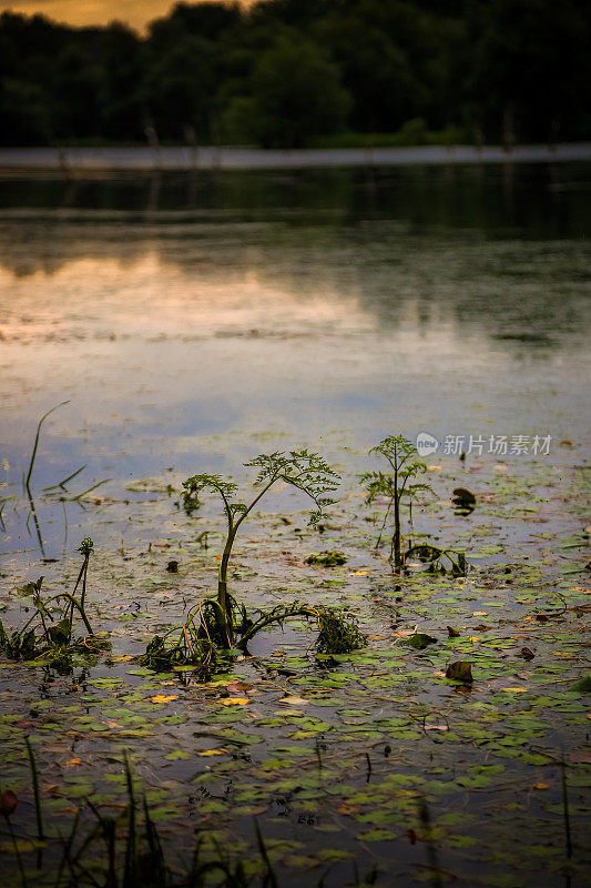 多瑙河湿地植物生长的特写