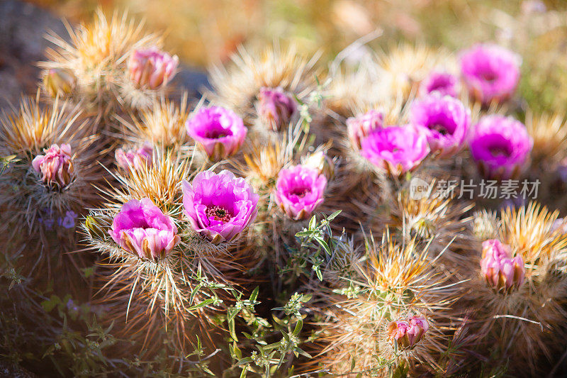 开花草莓刺猬仙人掌，安萨-博雷戈沙漠国家公园