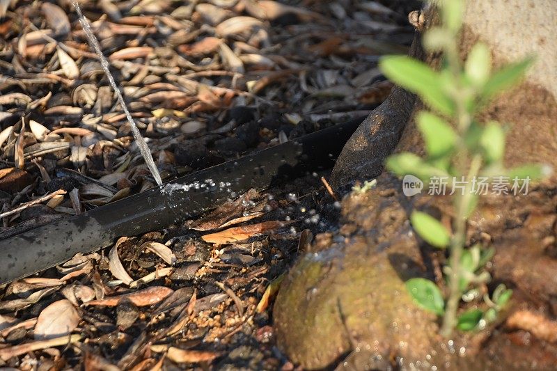 小橄榄树滴水