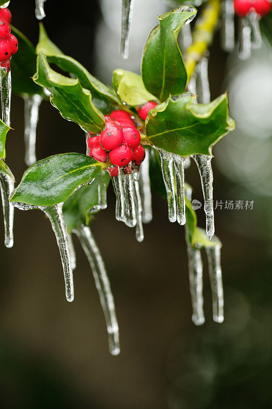 冬青树的树枝和浆果被冻雨冰柱覆盖