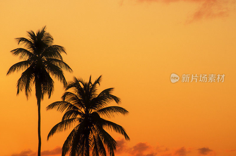 夕阳下橘黄色天空上的两棵棕榈树