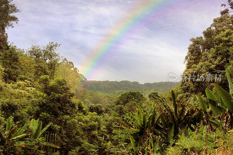夏威夷热带雨林-毛伊岛