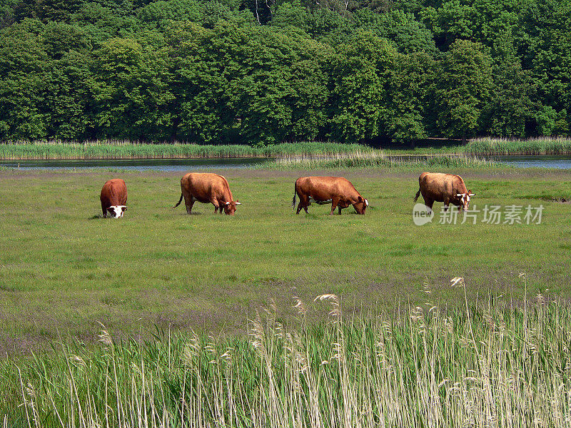在夏天的草地上放牛