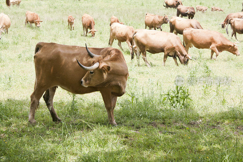 一头奶牛在抓挠自己，一群奶牛在后面，站在洒满阳光的绿色草地上吃草。