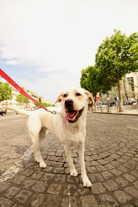 拉布拉多寻回犬