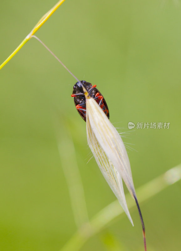 在燕麦干花后面的鹿尾草