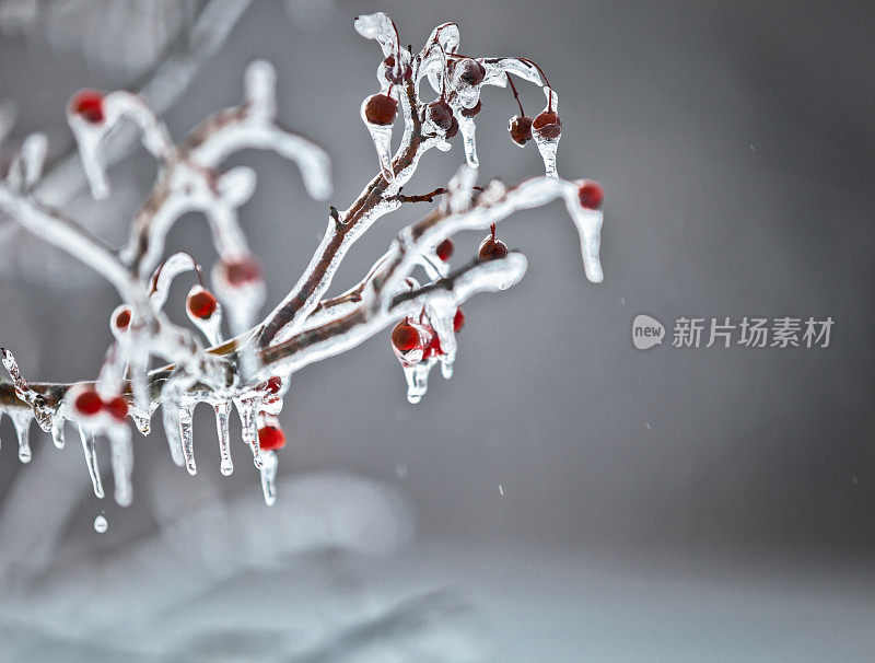 冰冻雨冰覆盖水果树枝特写