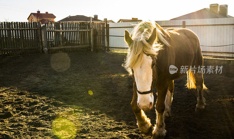 畜栏里的马，白俄罗斯，东欧