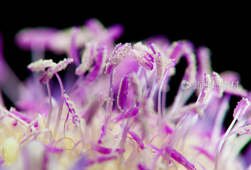 疥疮花花粉细节-宏观