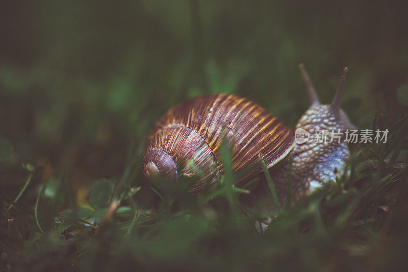 绿草里的勃艮第蜗牛
