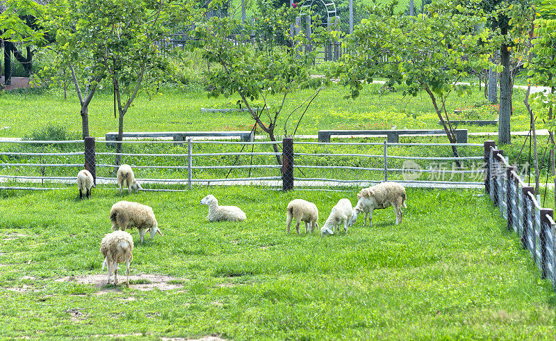 在乡下的农场里羊在吃草