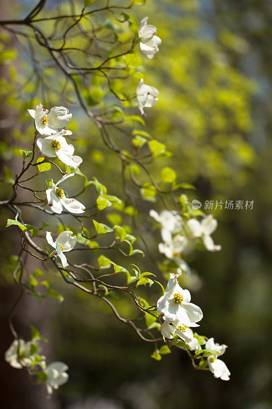 盛开的白色山茱萸树(山茱萸佛罗里达)