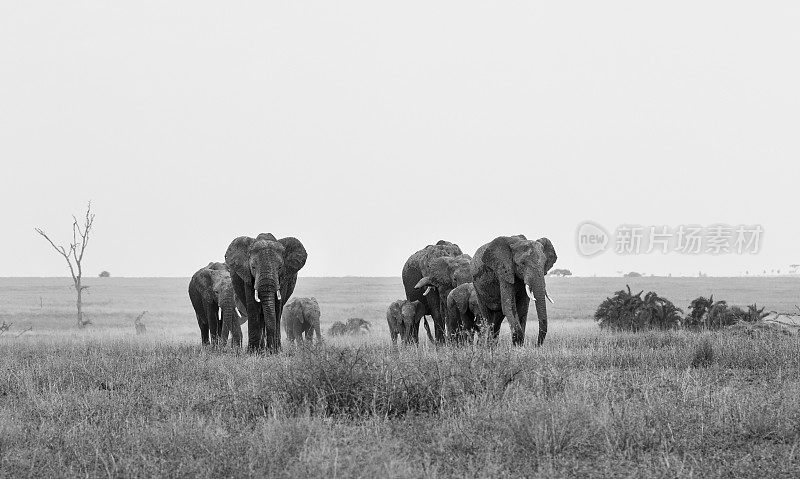 大象，非洲，坦桑尼亚，非洲，黑白相间
