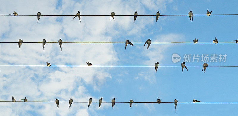 一群燕子在蓝天的背景。宽的照片。