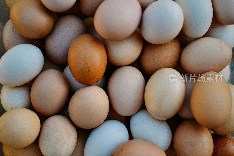 范围鸡蛋