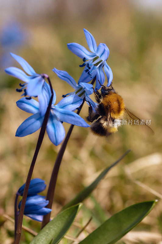 蓝锡拉，春花和大黄蜂