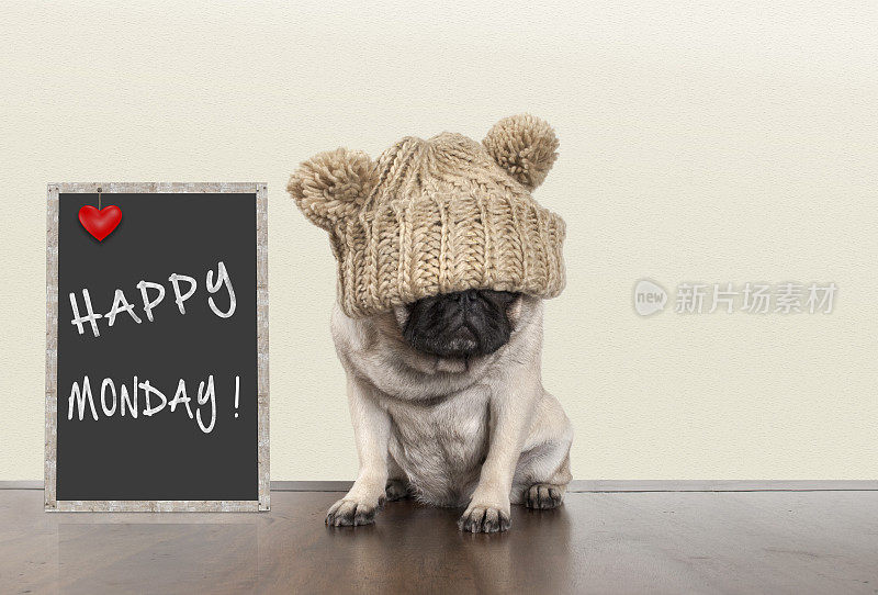 可爱的哈巴狗狗带着星期一早上的坏心情，坐在黑板旁边用文字写着星期一快乐的空间