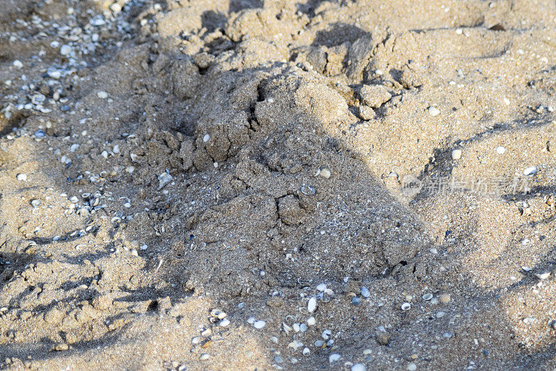 海边沙滩上的沙子。沙子里的贝壳