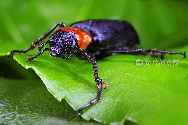 黑橙甲虫
