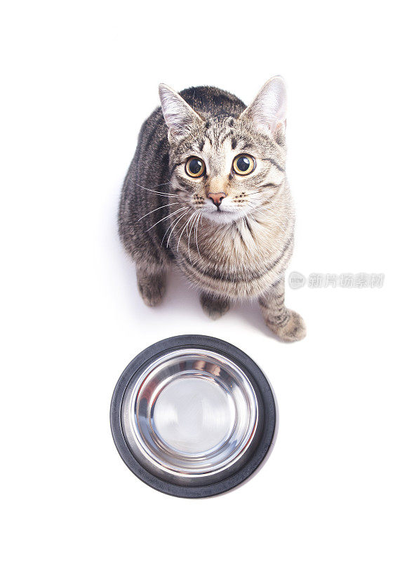 饥饿的猫坐在空碗附近