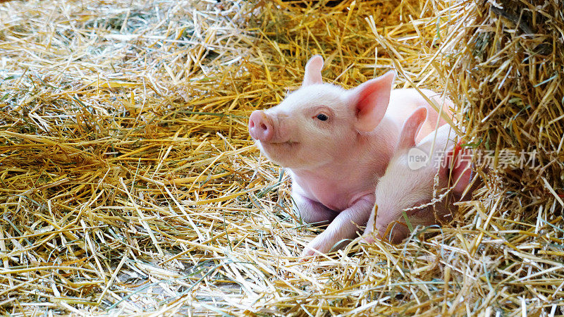 干草中微笑的粉红色小猪