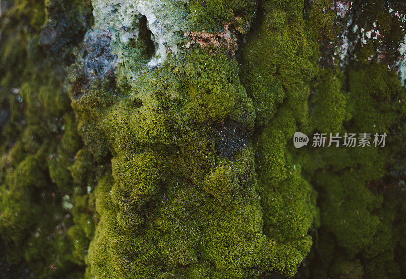 天然苔藓墙