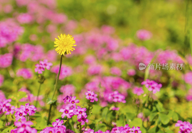 特写紫丁香花和雏菊