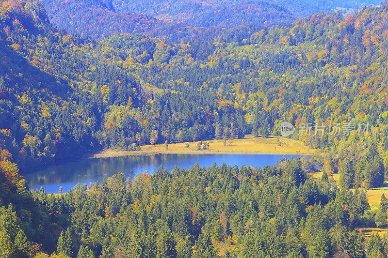 秋天，德国富森的巴伐利亚阿尔卑斯山脉的阿尔普西湖，田园诗般的松林