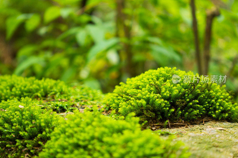 苔藓特写