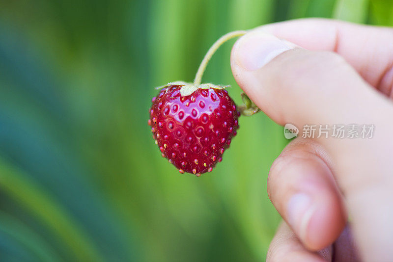 手抓草莓