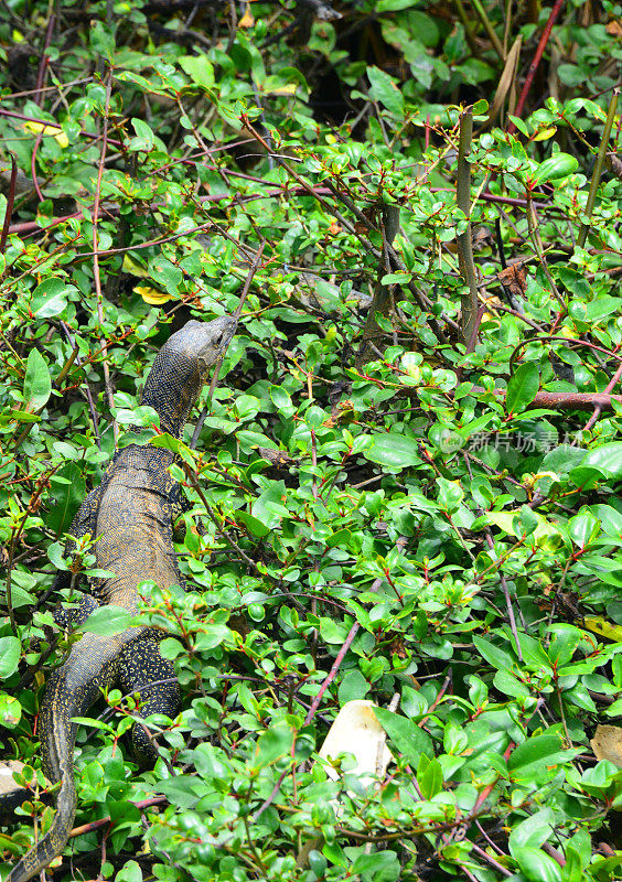文莱斯里巴加湾市植被中的巨蜥