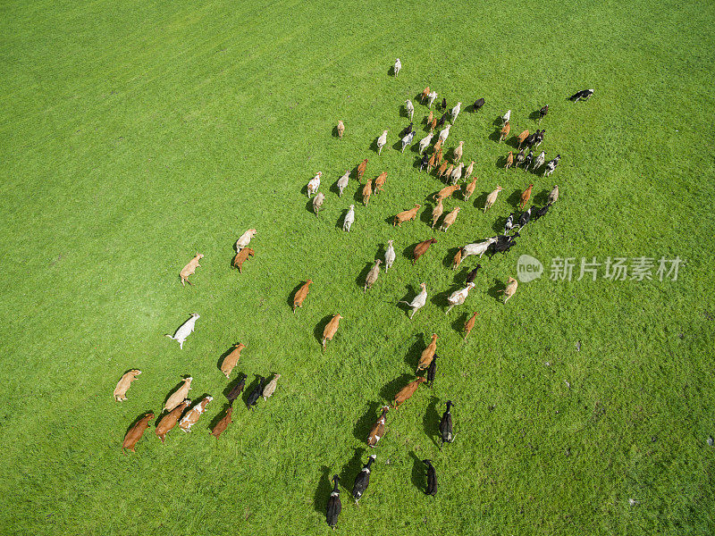 鸟瞰图牛群在一个绿色的牧场在夏天