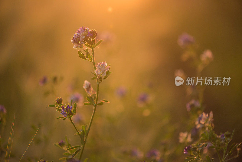 阳光下的紫穴草