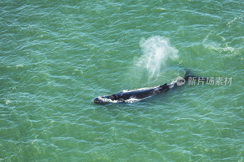 旧金山湾的座头鲸