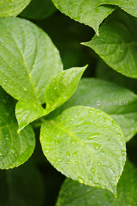 绣球花的叶子闭合