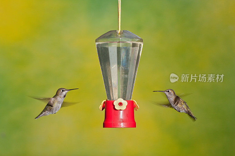 一对雌蜂鸟在花蜜喂食器附近盘旋