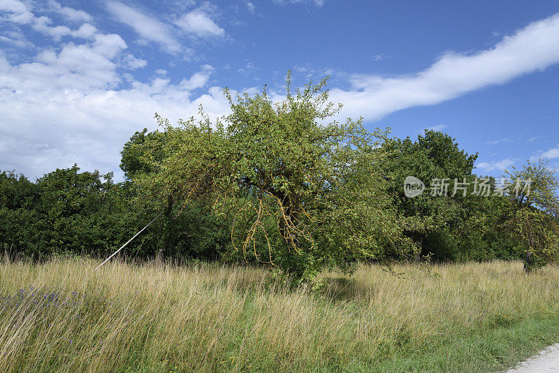 苹果树