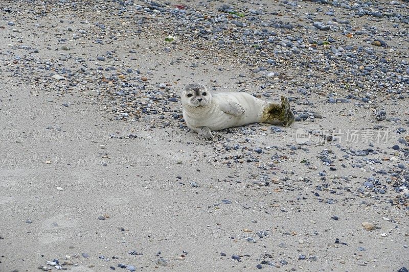 年轻的灰色海豹躺在海戈兰海滩上