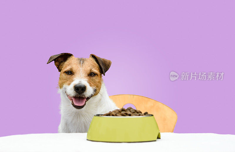 快乐和愉快的狗吃干宠物食品碗与纯紫色的背景