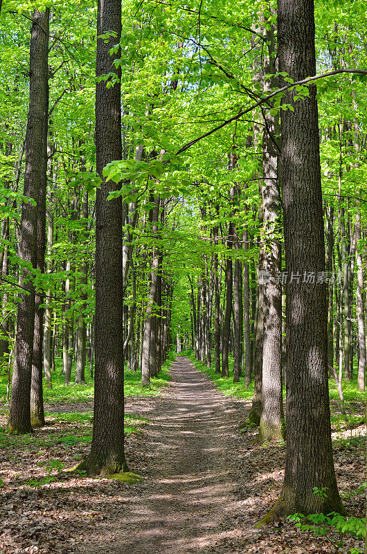 在夏天，幼林里的细长树木呈绿色